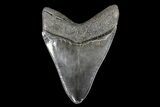 Fossil Megalodon Tooth - South Carolina #93514-1